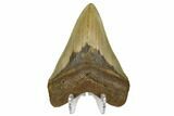 Serrated, Fossil Megalodon Tooth - North Carolina #172615-2